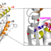 Crystal structure of human CENP-E motor domain – AMPPNP complex