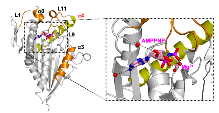 Crystal structure of human CENP-E motor domain – AMPPNP complex