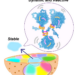 Nucleosomes, chromatin domains and chromosomes in nucleus