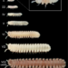 Millipede life cycle stages.