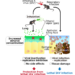 Mice treated with ethanol vapor are protected against the influenza A virus