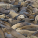 California sea lions resting at Año Nuevo Island.