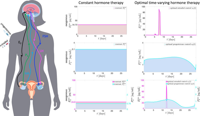 Model suggests lowering hormone doses in contraceptives