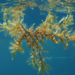 Seaweed Sargassum natans