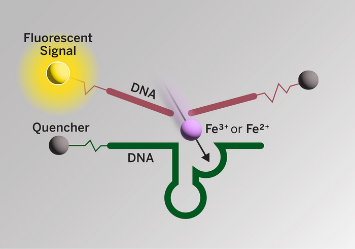 Novel iron sensor