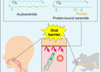 Role of acylceramides and protein-bound acylcermides in the oral barrier