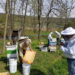 beekeepers at work