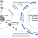 Perspective on oligomeric products from lignin depolymerization