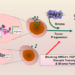 Treatment pathway for deadly pancreatic cancers