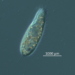 Ciliate1 CREDIT Mya Breitbart USF College of Marine Science