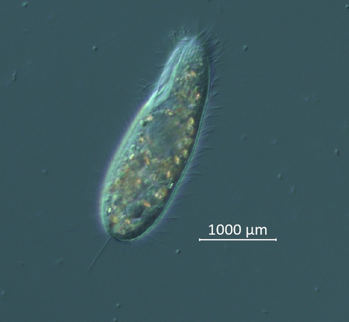 Ciliate1 CREDIT Mya Breitbart USF College of Marine Science