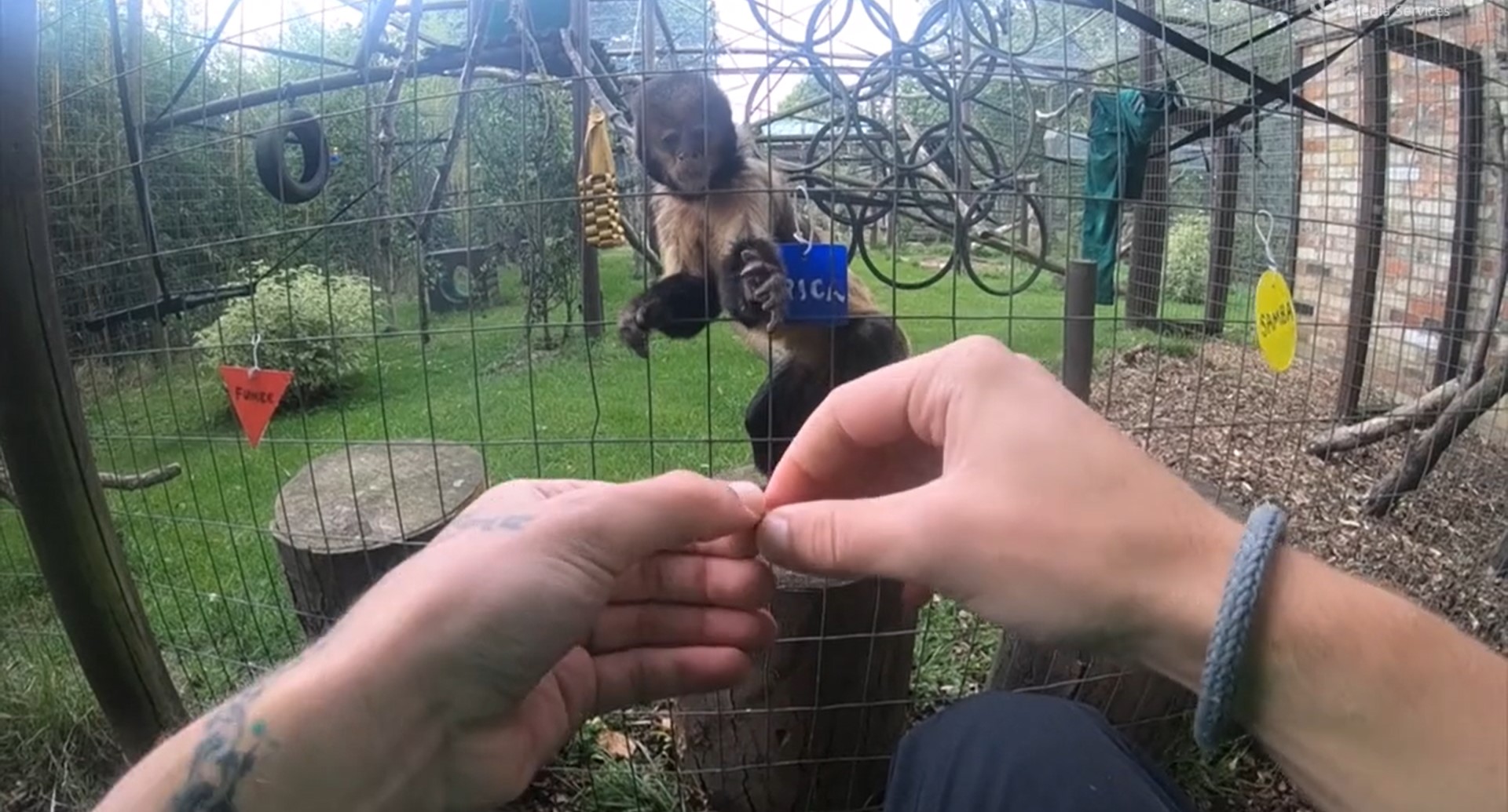 Sleight-of-hand magic trick only fools monkeys with opposable thumbs