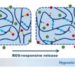 The dual-responsive mechanism of the hydrogels in achieving HAP-based chemotherapy and metastasis inhibition.