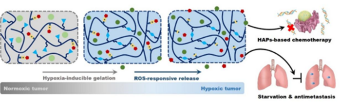 The dual-responsive mechanism of the hydrogels in achieving HAP-based chemotherapy and metastasis inhibition.