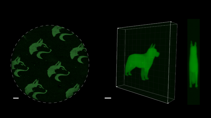 SpyLigation Microscopic 2D and 3D images