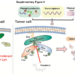 Proposed Model of ponatinib-mediated disruption of intratumoral Src/Lyn or /Fyn heterodimers.