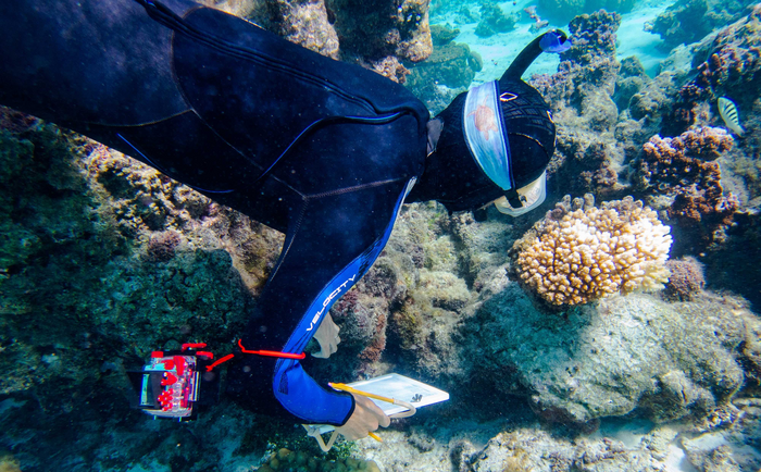 Coral Reef Moorea