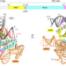 Overall structure of TnpB-ωRNA-target DNA complex.