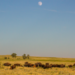 Plains bison