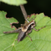 The dark bush-cricket Pholidoptera griseoaptera is one of the many declining insect species in Central Europe.