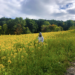 A member of the research team monitoring a field of sunflowers