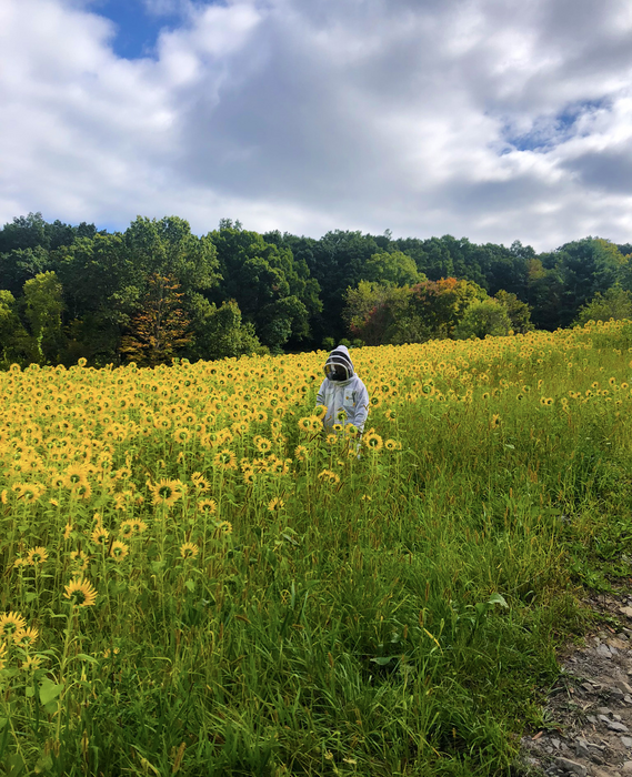 A member of the research team monitoring a field of sunflowers