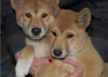 Cooinda and Brother