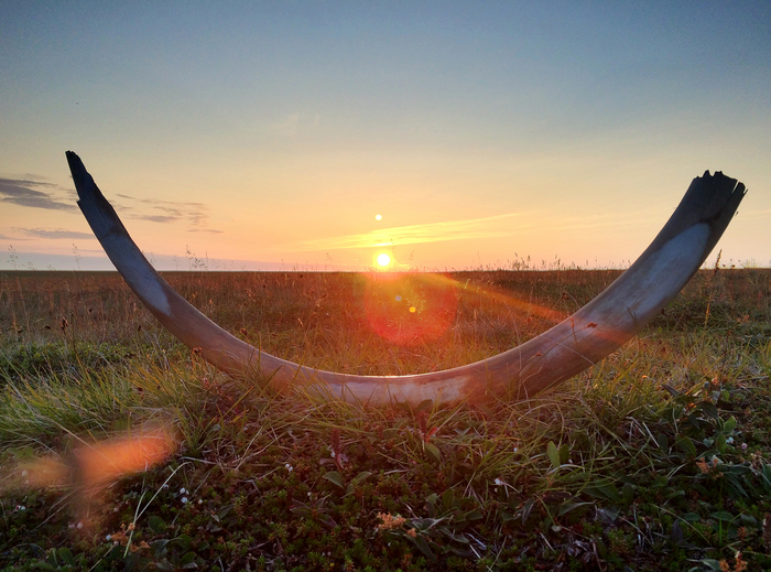 Woolly mammoth tusk