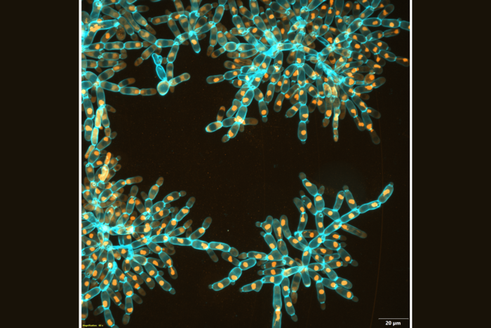 Snowflake Yeast