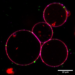 Fluorescent lipids