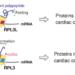 Graphical overview of the study. RPL3L-containing ribosomes regulate essential translational control in the heart.