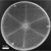 Biological specimens imaged with X-rays without damage