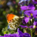 Orange Tip (Anthocharis cardamines)