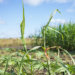 Oilcane at Illinois Energy Farm