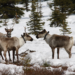 Klinse-Za Caribou Herd