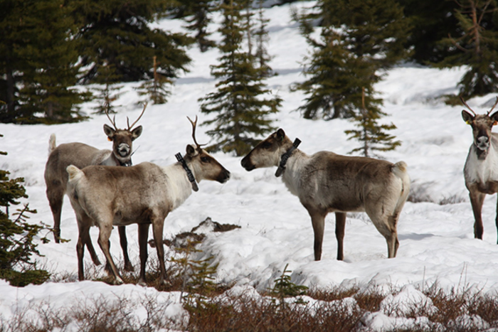 Klinse-Za Caribou Herd