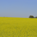 Carinata in full bloom at a producer’s field in Georgia