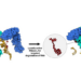 RiboTAC Degrades an Oncogene RNA