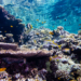 Coral reefs in the Gulf of Eilat/Aqaba