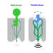 Conventional biosensors take a lock-and-key approach with limited sensing capability and limited downstream signaling