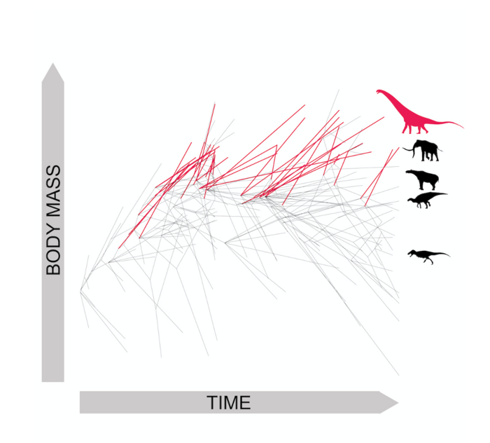 Evolutionary Tree of Sauropod Dinosaurs