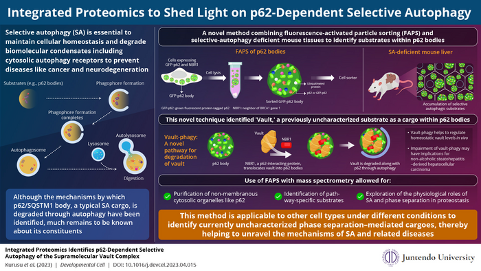 Researchers have combined fluorescence-activated particle sorting and selective autophagy-deficient mouse tissues, and identified a novel pathway for selective autophagy