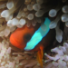 Gene switches help juvenile “Nemo” fish adapt their physiology to a new life on the coral reef