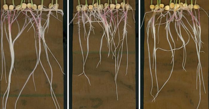 Testing Plant Roots