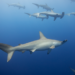 Scalloped hammerhead sharks