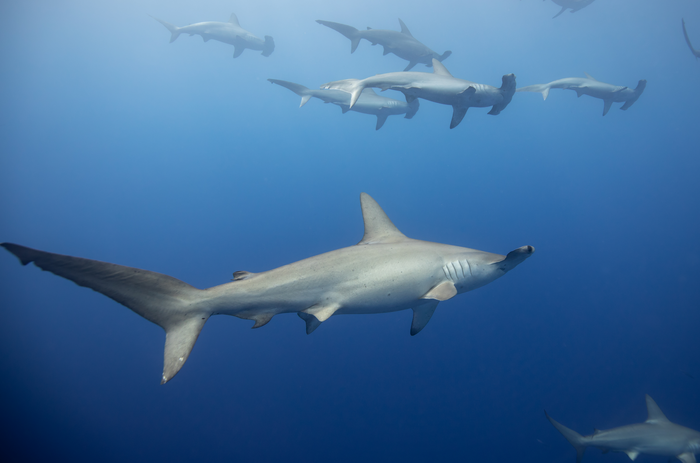 Scalloped hammerhead sharks