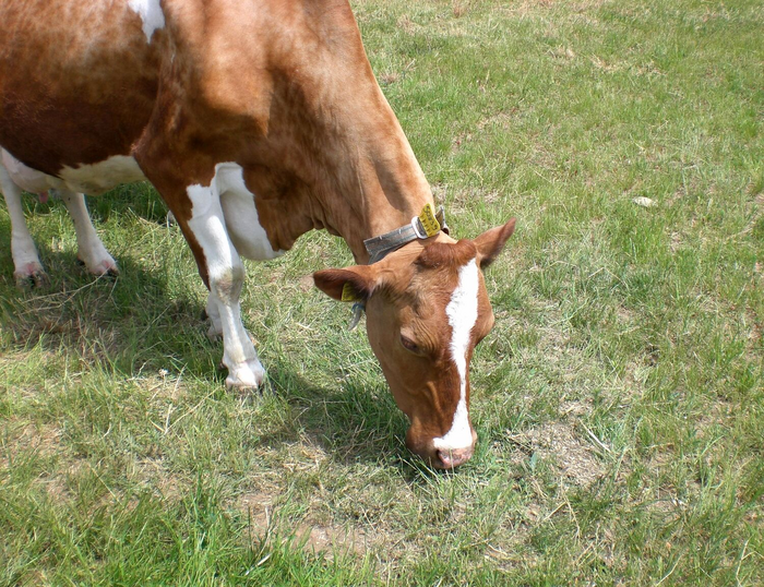 Although cows ingest plenty of sand and other bits of grit with their grass, their teeth are protected from being ground-down thanks to the way their first stomach "washes" their cud before they re-chew it.