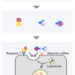 αM and clusterin mediated lysosomal degradation of misfolded extracellular proteins