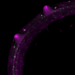 Lateral root primordia Arabidopsis thaliana