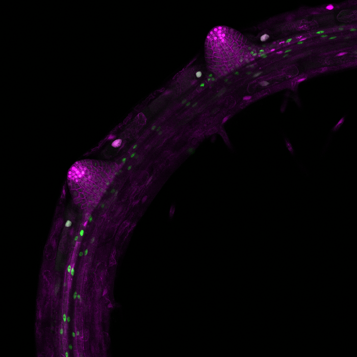 Lateral root primordia Arabidopsis thaliana